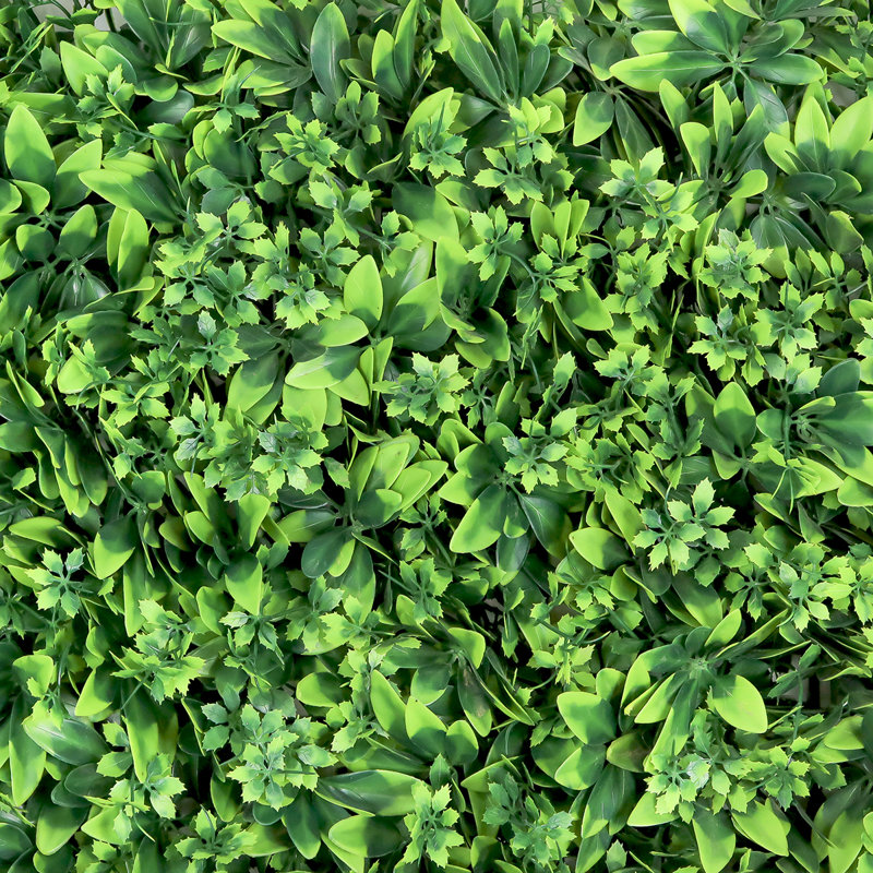 Écran d'intimité 24 po Schefflera