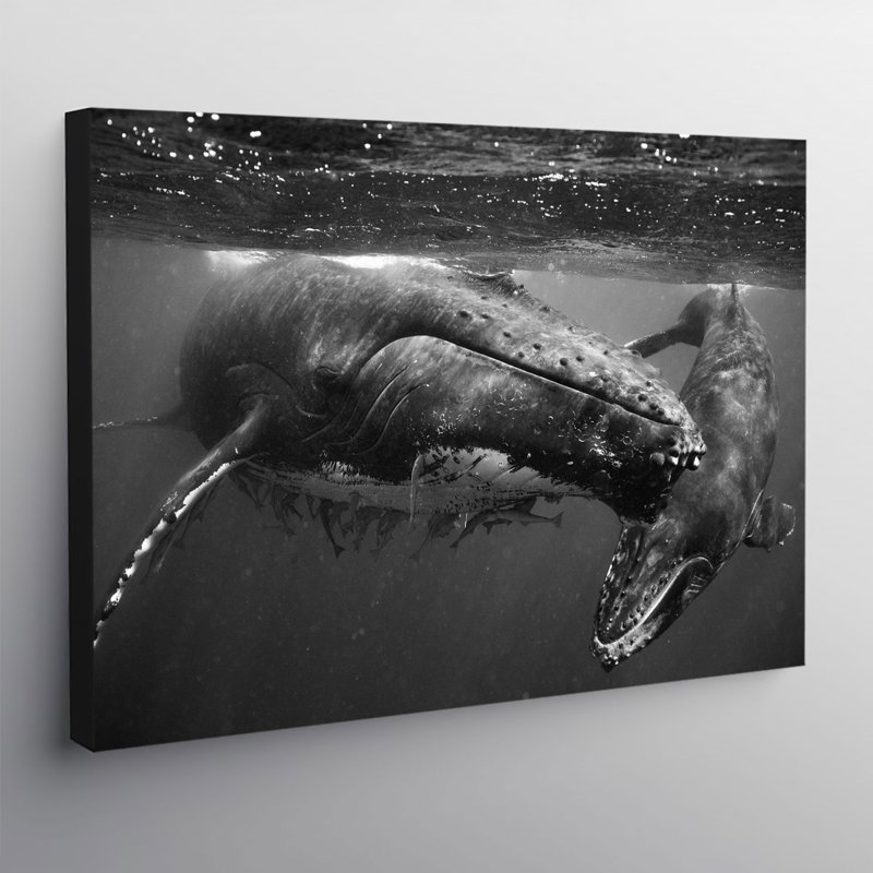 Humpback Whales - Wrapped Canvas Print, 31cm H x 41cm W x 4cm D