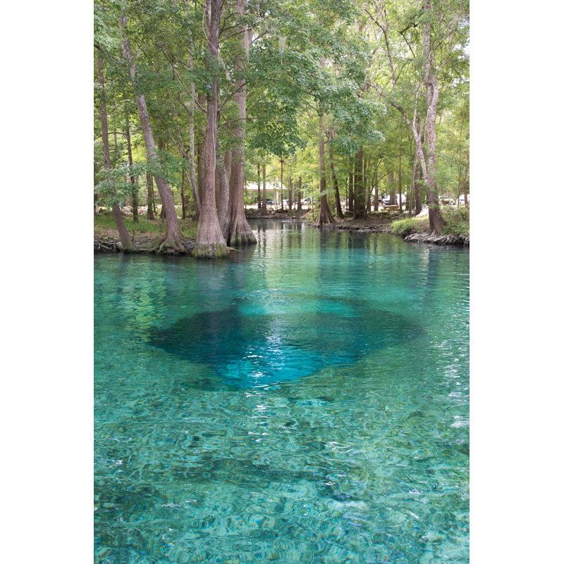 " Florida Springs And Trees ", 36" H x 24" W