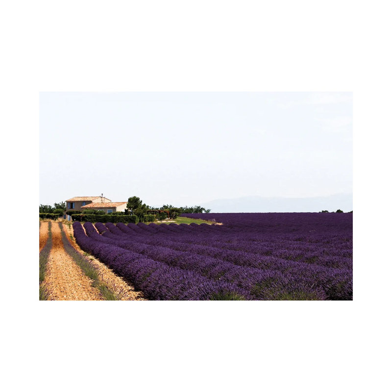 France Provence Lavande Field Pair II by Alexandre Venancio - Wrapped Canvas Print, 20.32 cm H x 30.48 cm W