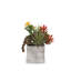 Tropical Colorful Succulents Arrangement In Cement Square Pot