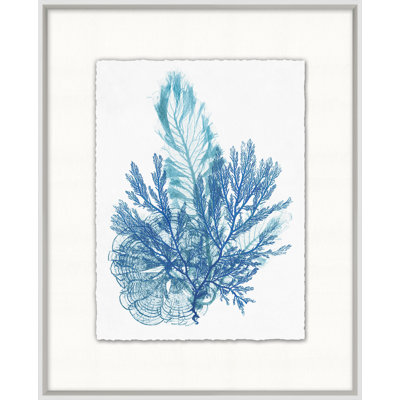 «Azure Ocean Herbarium», reproduction d'art graphique encadrée 4 po