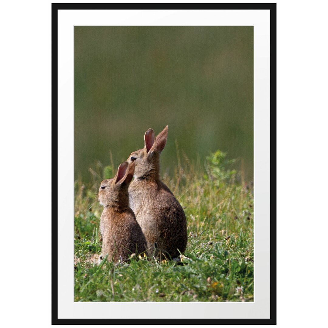 Gerahmtes Poster Zwei Häschen auf Frühlingswiese