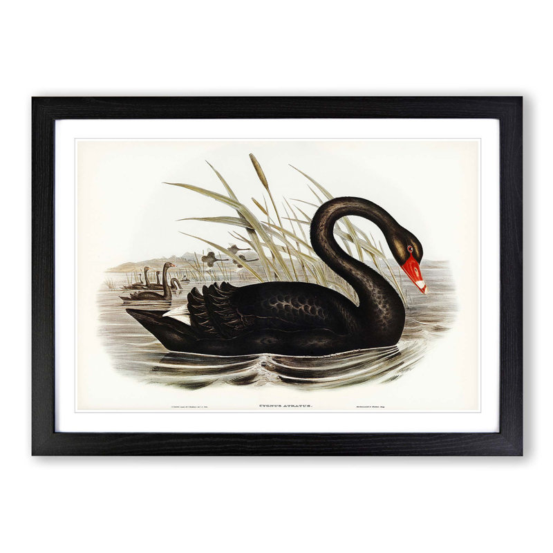 Black Swan by Elizabeth Gould - Framed Print, Black Framed, 27cm H x 36cm W x 2cm D