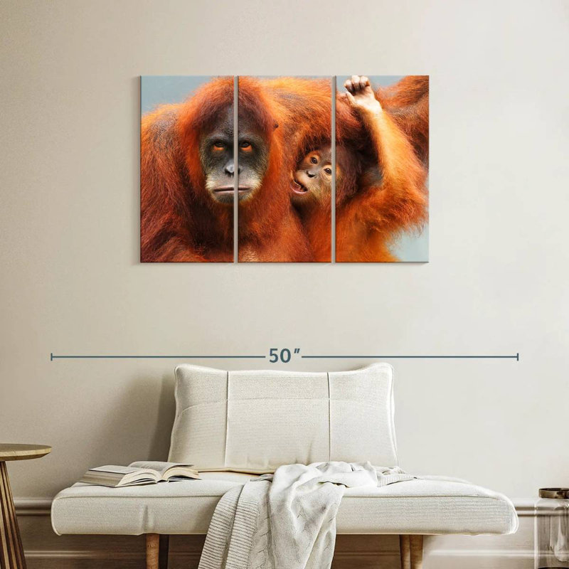 Orangs-outans de Sumatra, H 24 po x l 38 po