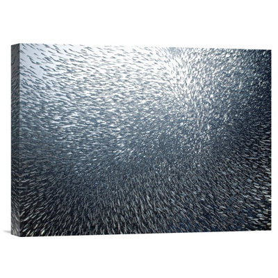 " Sardines Firework " by Henry Jager