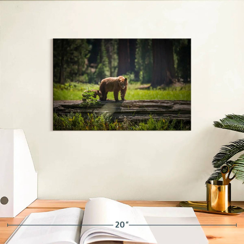 Crowle Sequoia Wild Bears, H 8 po x l 12 po