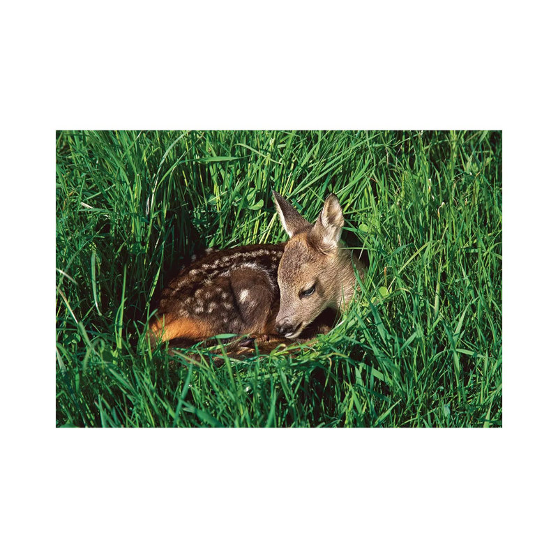 Western Roe Deer Fawn Resting In Green Grass, Germany by Konrad Wothe - Wrapped Canvas Print