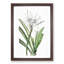 Caribbean Spider lily Flowers by Pierre-Joseph Redoute - Picture Frame Painting Print-55514019-55514020