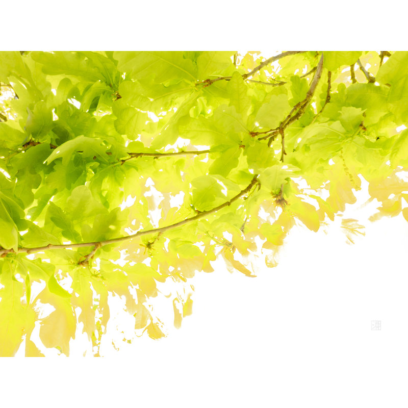 Sunkissed Oak _ 3643 Print by Petra Trimmel, Black Framed Paper, 17.25" H x 21.25" W