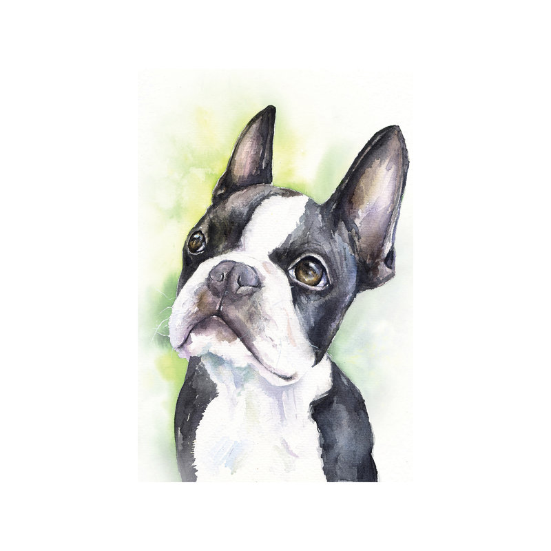 Boston Terrier Puppy - Wrapped Canvas Print, 66.04 cm H x 45.72 cm W x 3.175 cm D