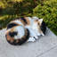 Statue de chat calicot endormi