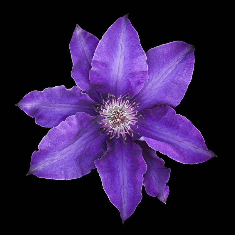 Fleur de clématite mauve par Ogpoto, H 30 po x l 30 po
