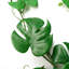 180cm Faux Plant