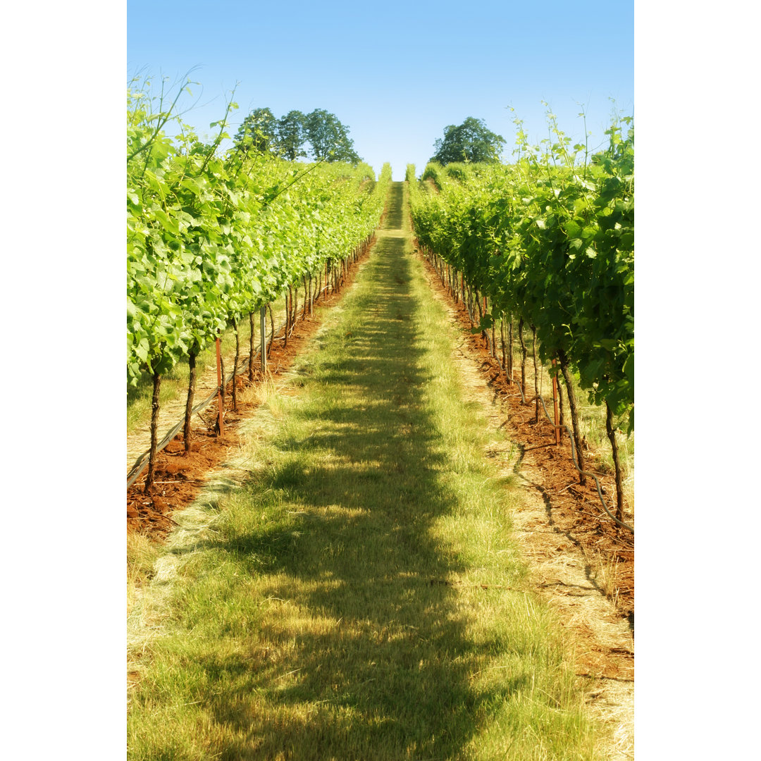 A Row Of Green Grapes In A Vineyard von Donald_gruener - Kunstdrucke ohne Rahmen auf Leinwand