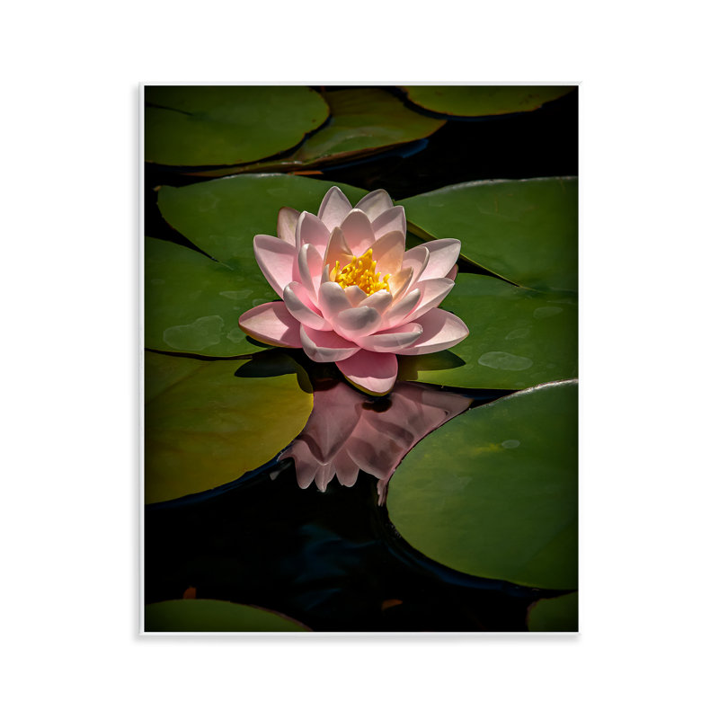 Plaque rose lotus parmi des nénuphars, design par Phillip Flowers