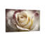 Plantes et fleurs - rose blanche avec bords mauves en gros plan-71594574