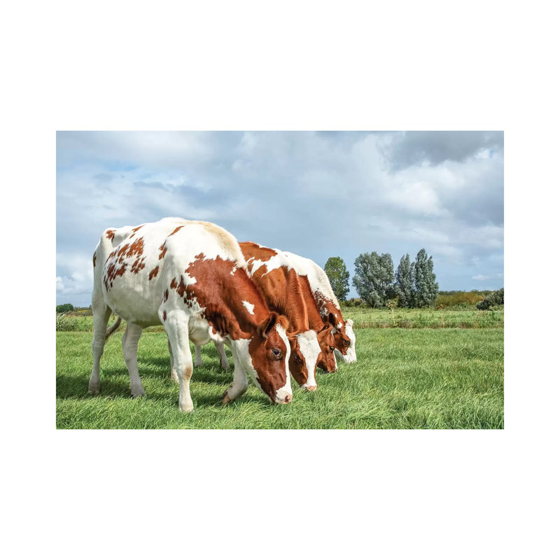 Four Cows On A Row by Clara Bastian - Wrapped Canvas Print, 101.6 cm H x 66.04 cm W x 1.91 cm D