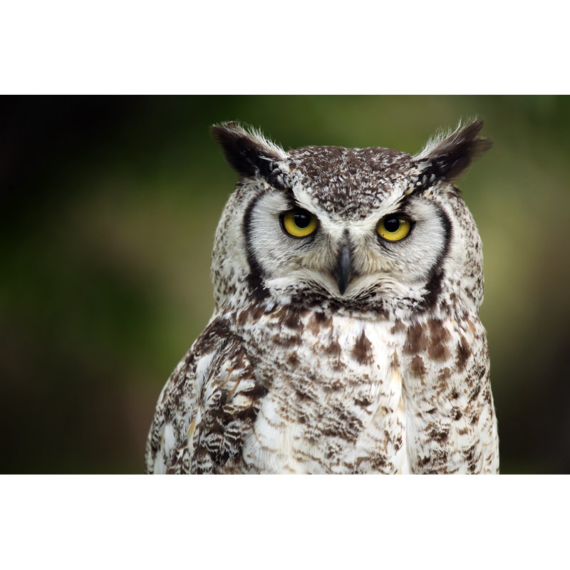 Closeup Of A Grumpy Looking Owl by Megan Lorenz - Wrapped Canvas Print, 30cm H x 46cm W x 3.8cm D