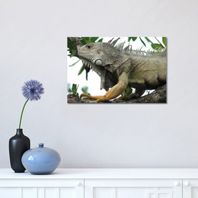 " Iguana " by Brian Wolf