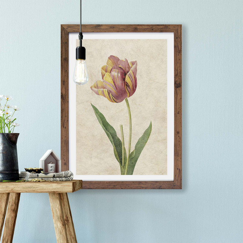 Pink Tulip by Pierre-Joseph Redoute - Single Picture Frame Painting, Walnut, 33cm H x 45cm W x 2cm D
