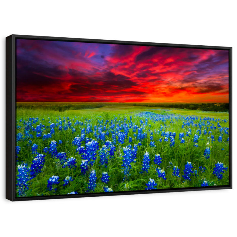 Bluebonnets At Sunset I Canvas Print, 29" H x 43" W