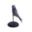 Treeswift Whiskered