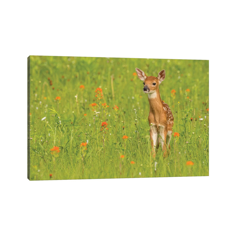 Pine County. Captive Fawn. by Jaynes Gallery - Wrapped Canvas Gallery-Wrapped Canvas Giclée, 45.72cm H x 66.04cm W