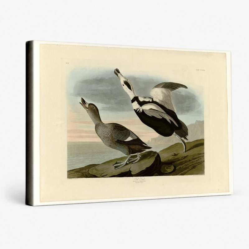 Pied de canard, plaque 332 (oiseaux d'Amérique) - art mural sur toile paysage, 20" W x 16" H