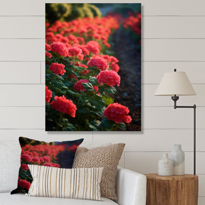 " Photo Og Geraniums Field " Print