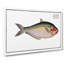 African Herring Fish - Wrapped Canvas-55368656