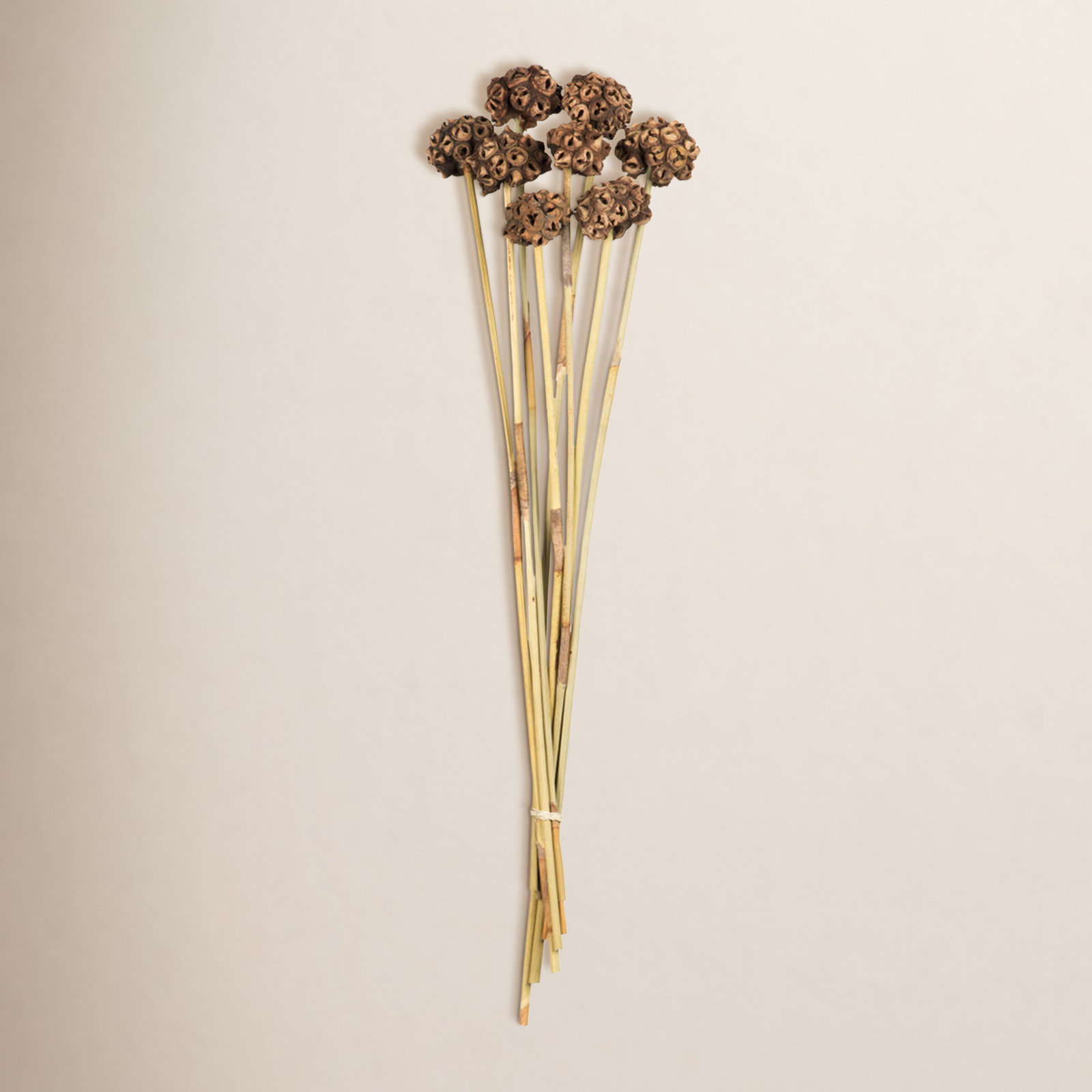 Dried Spider Knob Stems