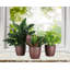 Plant in Pot-898924735
