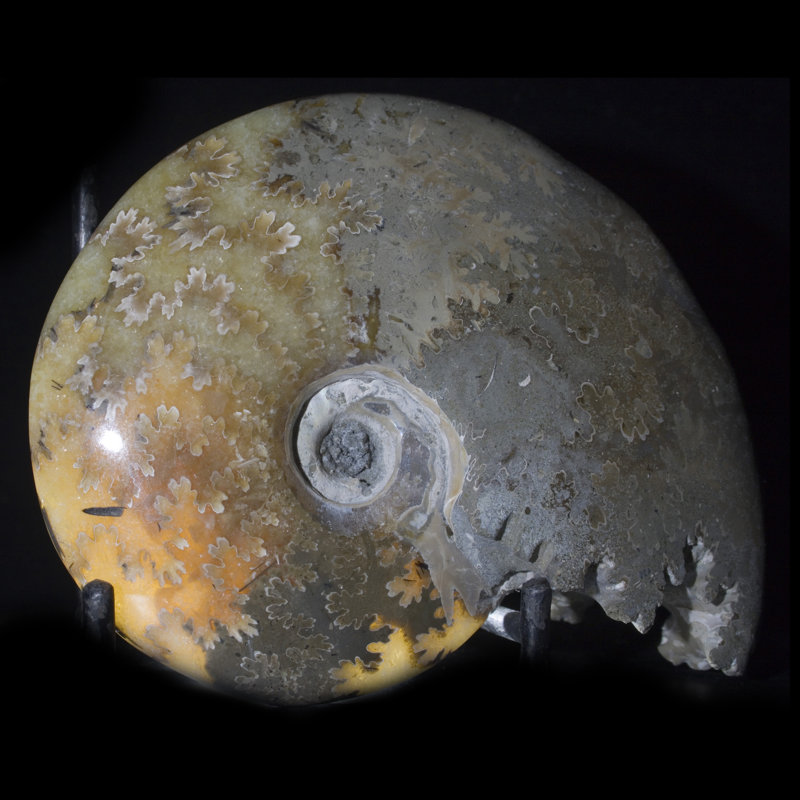 Ammonite fossile poli Carleton Smith