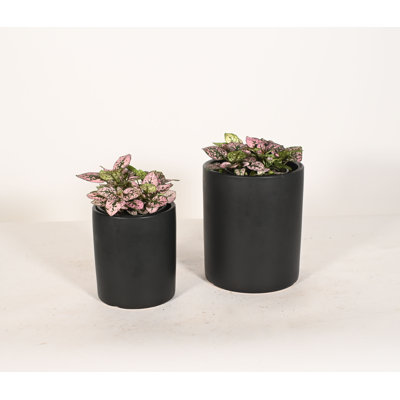 Upshining Live Foliage Plant in Ceramic Pot