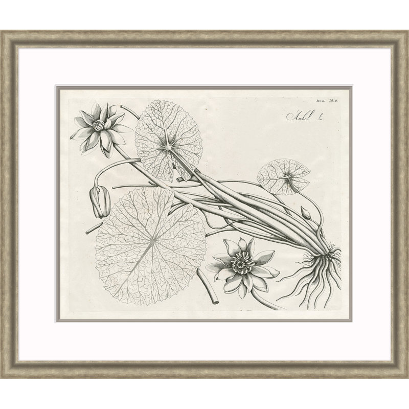 Malaberica Etching II Print by David Phoenix