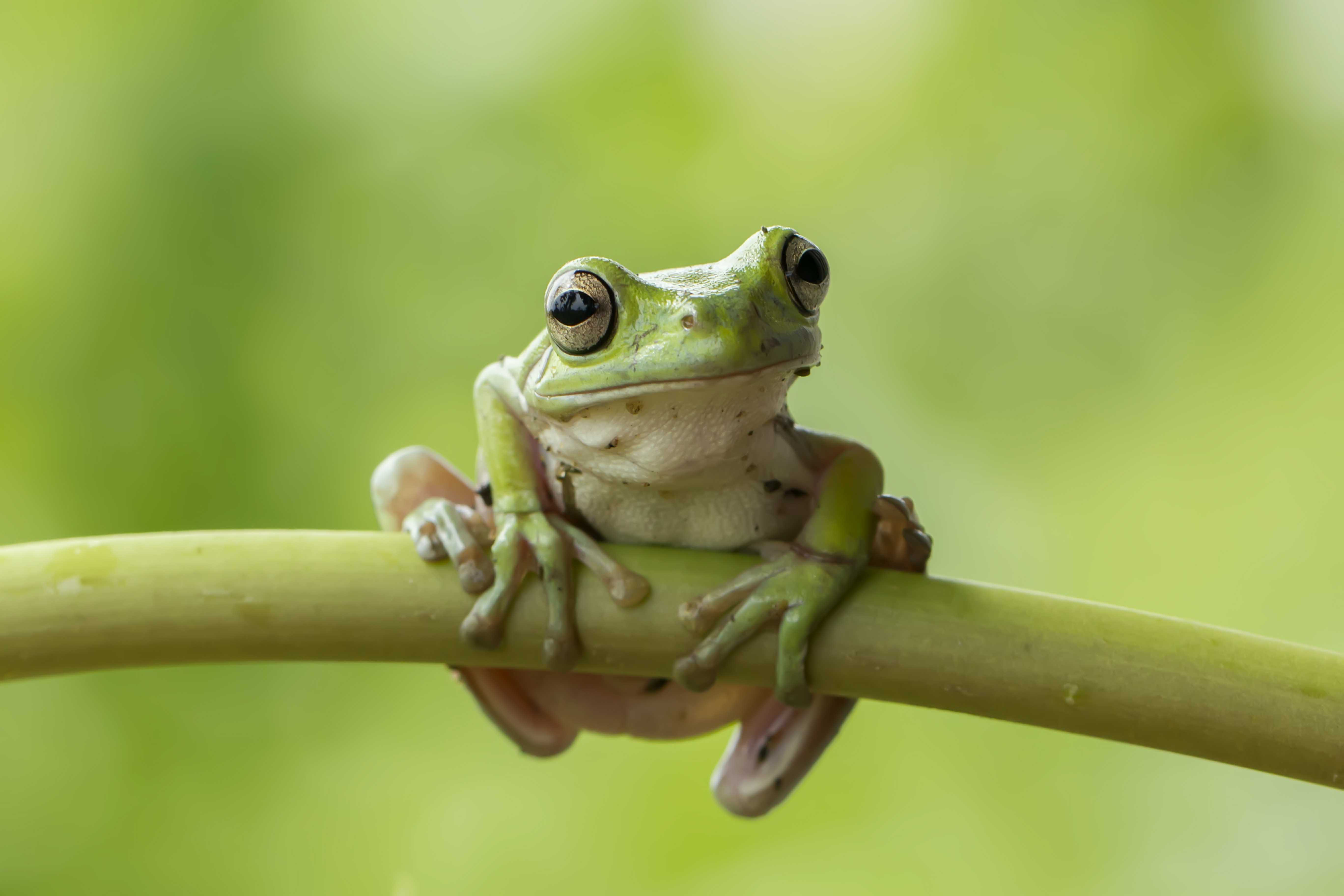 Rumpy Frog Ebern Designs Dumpy Frog - Wrapped Canvas Photograph | Wayfair