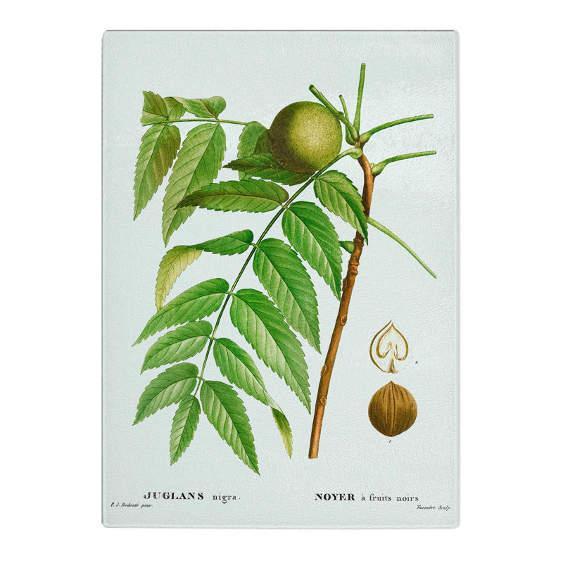 Tempered Glass Black Walnut Tree by Pierre-Joseph Redoute Chopping Board, 39cm W x 28.5cm L