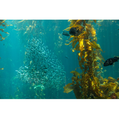 Monterey by Fdastudillo
