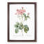 Cabbage Rose in Pink by Pierre-Joseph Redoute - Picture Frame Art Print-55513221-55513220