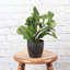 Live Green Prayer Plant in Classic Pot-83156957