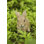 Hare Cub Jumping Statue
