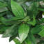 120cm Faux Bay Laurel Tree in Pot
