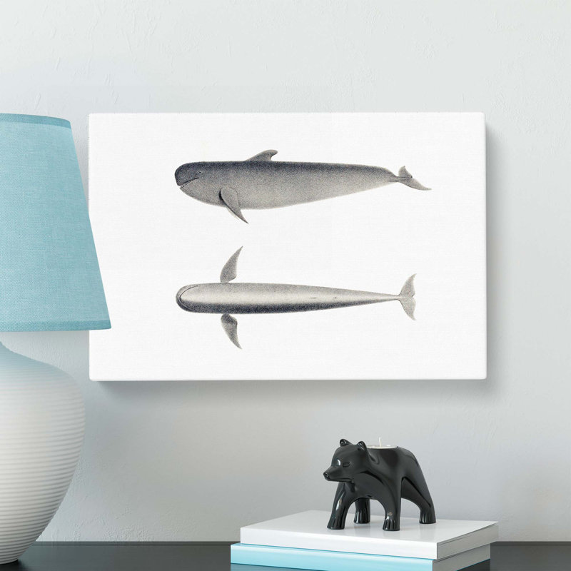 Blackfish Whale by C.M. Scammon - Wrapped Canvas, 35cm H x 50cm W x 3cm D