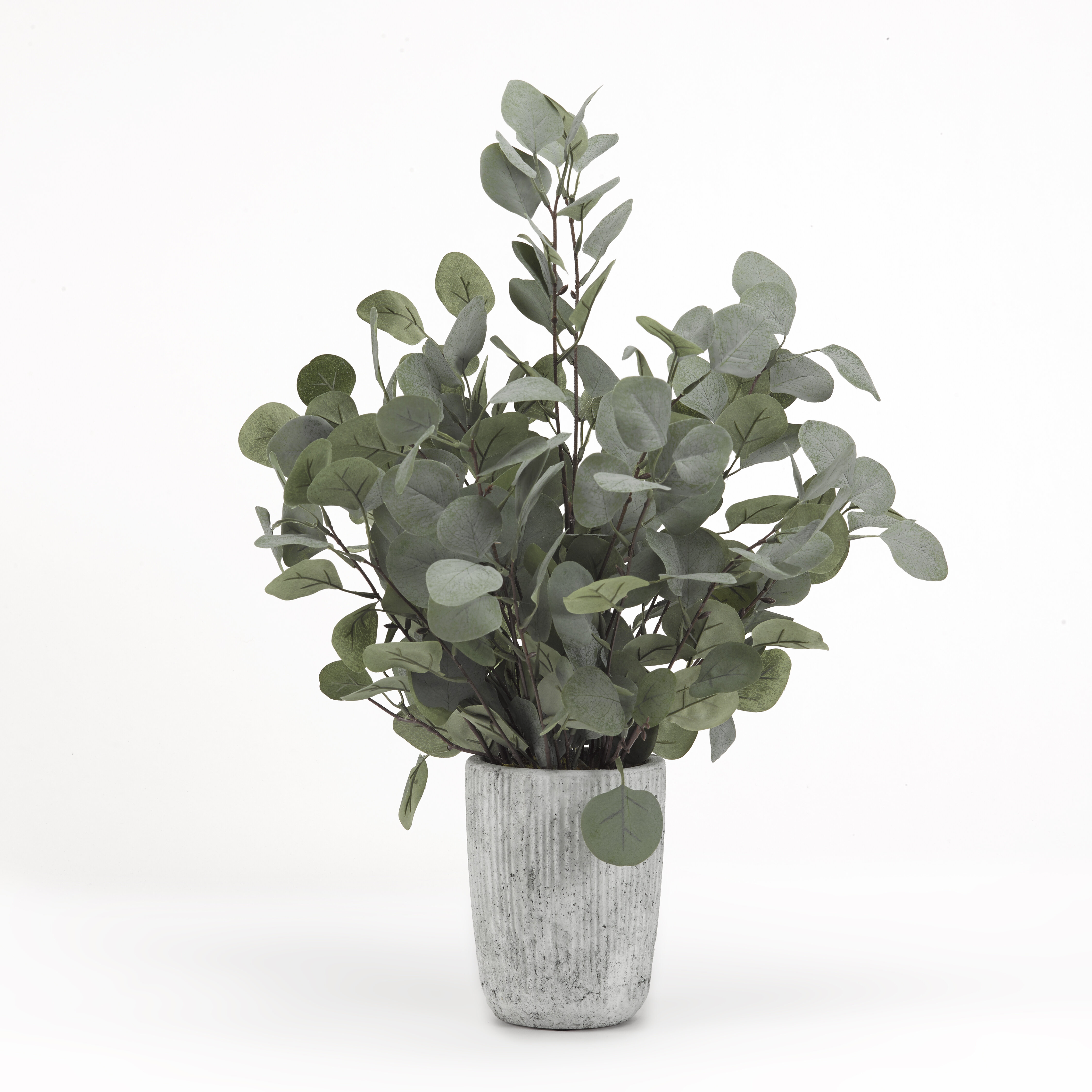 Primrue Eucalyptus In Cement Planter | Wayfair