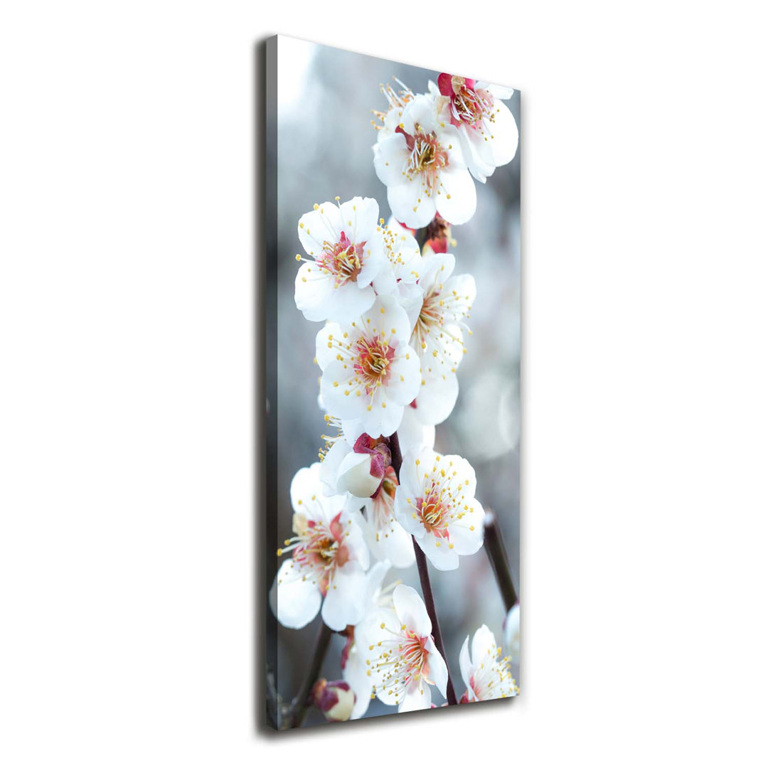Cherry Blossoms - Wrapped Canvas Print