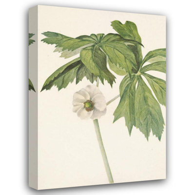 «Mayapple. Podophyllum Peltatum» par Mary Vaux Walcott, reproduction d'art sur toile tendue