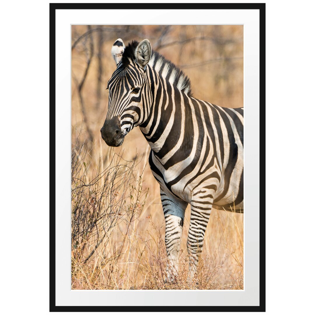 Gerahmtes Poster Einsames Zebra