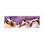 Siamese Strip by Rachel Parker - Panoramic Painting on Canvas-2011436615-2011436612