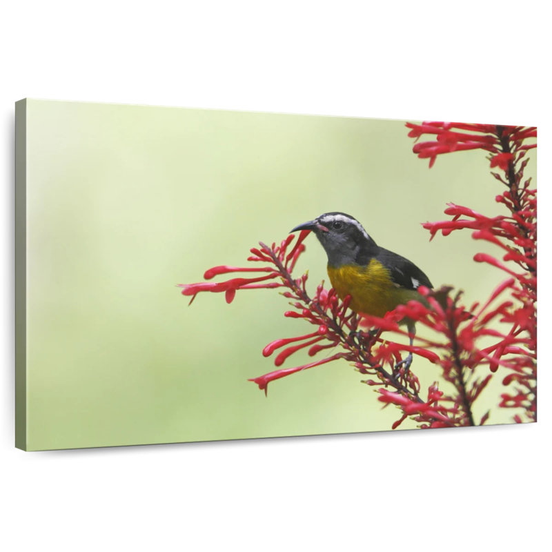 Brampt Feeding Bananaquit Bird, 26" H x 39" W